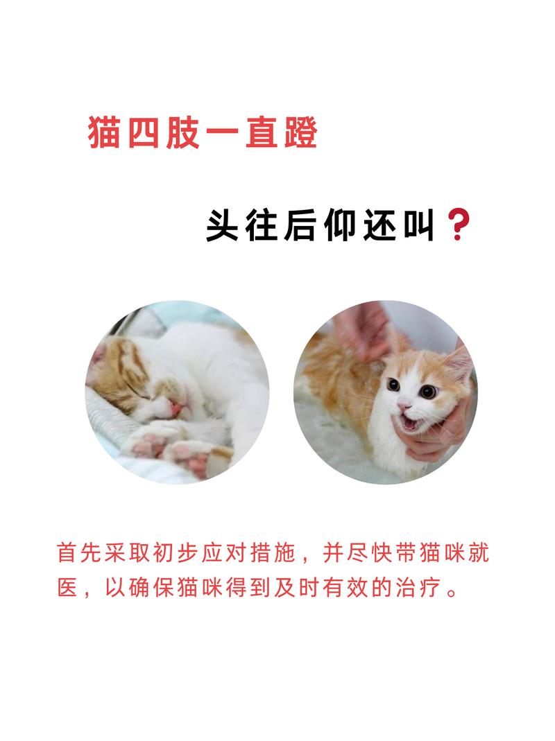 猫四肢无力瘫在地上站都站不起来