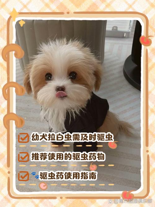 狗狗拉虫子吃什么药最有效