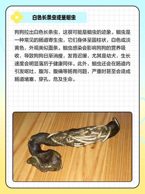 狗狗拉虫子又细又长吃什么药