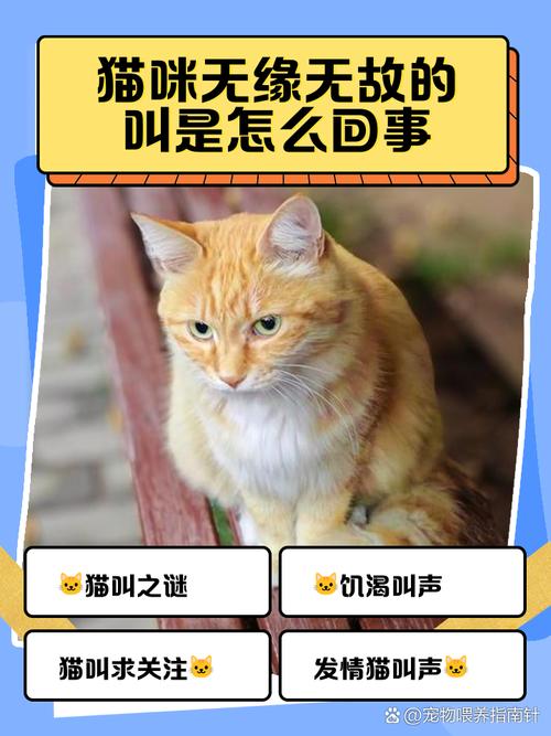 猫咪无声叫表示什么