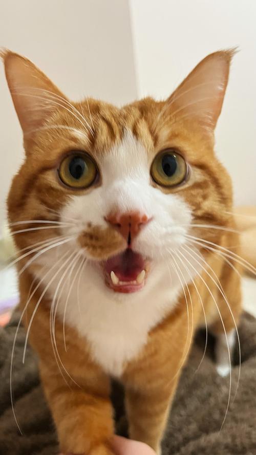 猫咪无声叫是什么意思?