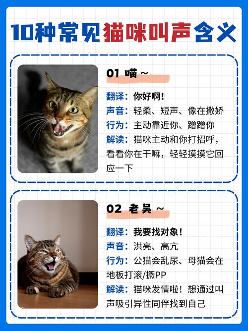 猫喜欢主人的表现