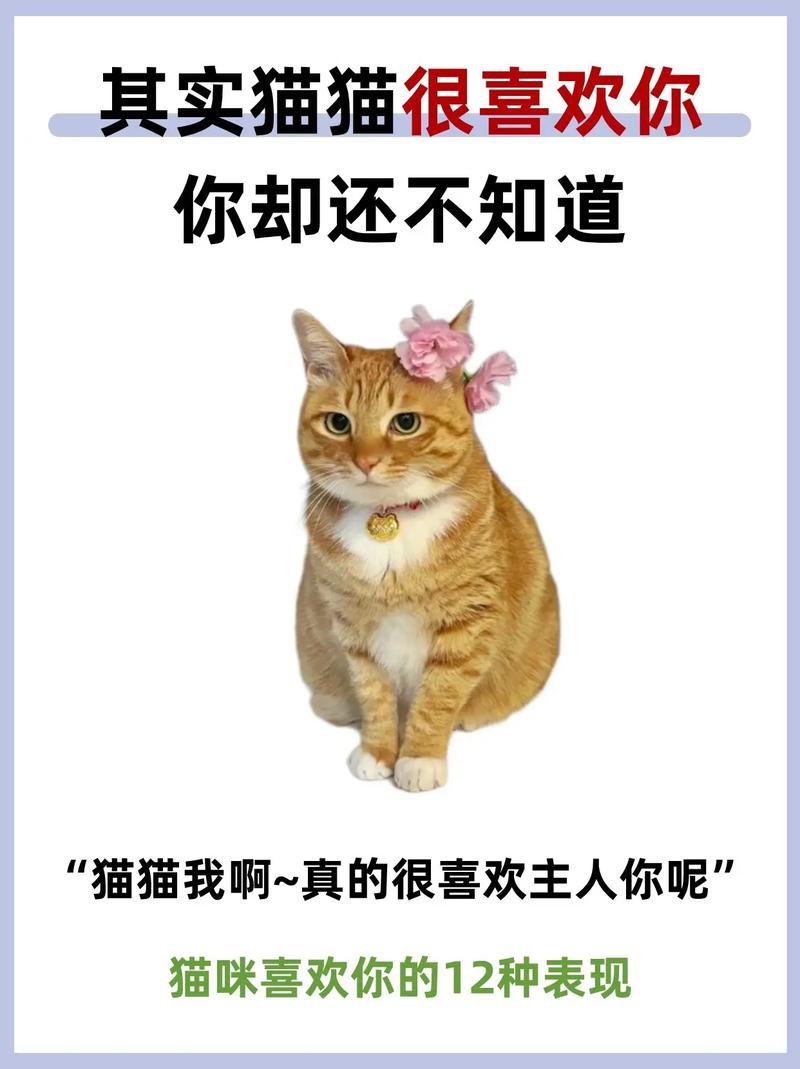 猫咪张嘴不发出声音的叫