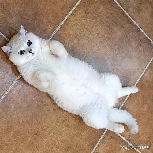 猫咪四脚朝天躺着并抖脚是什么原因?