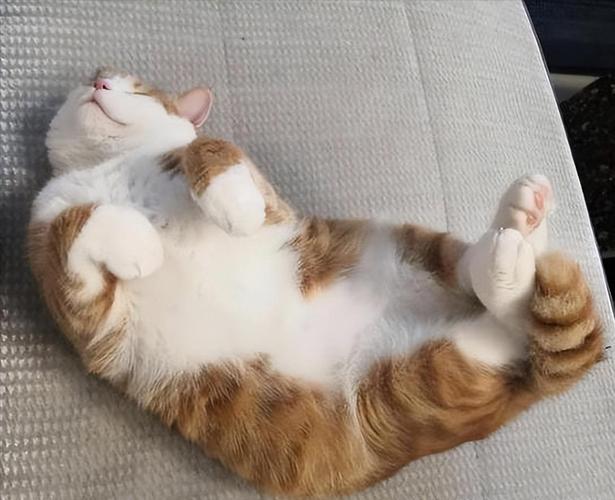 猫咪为什么四脚朝天睡觉