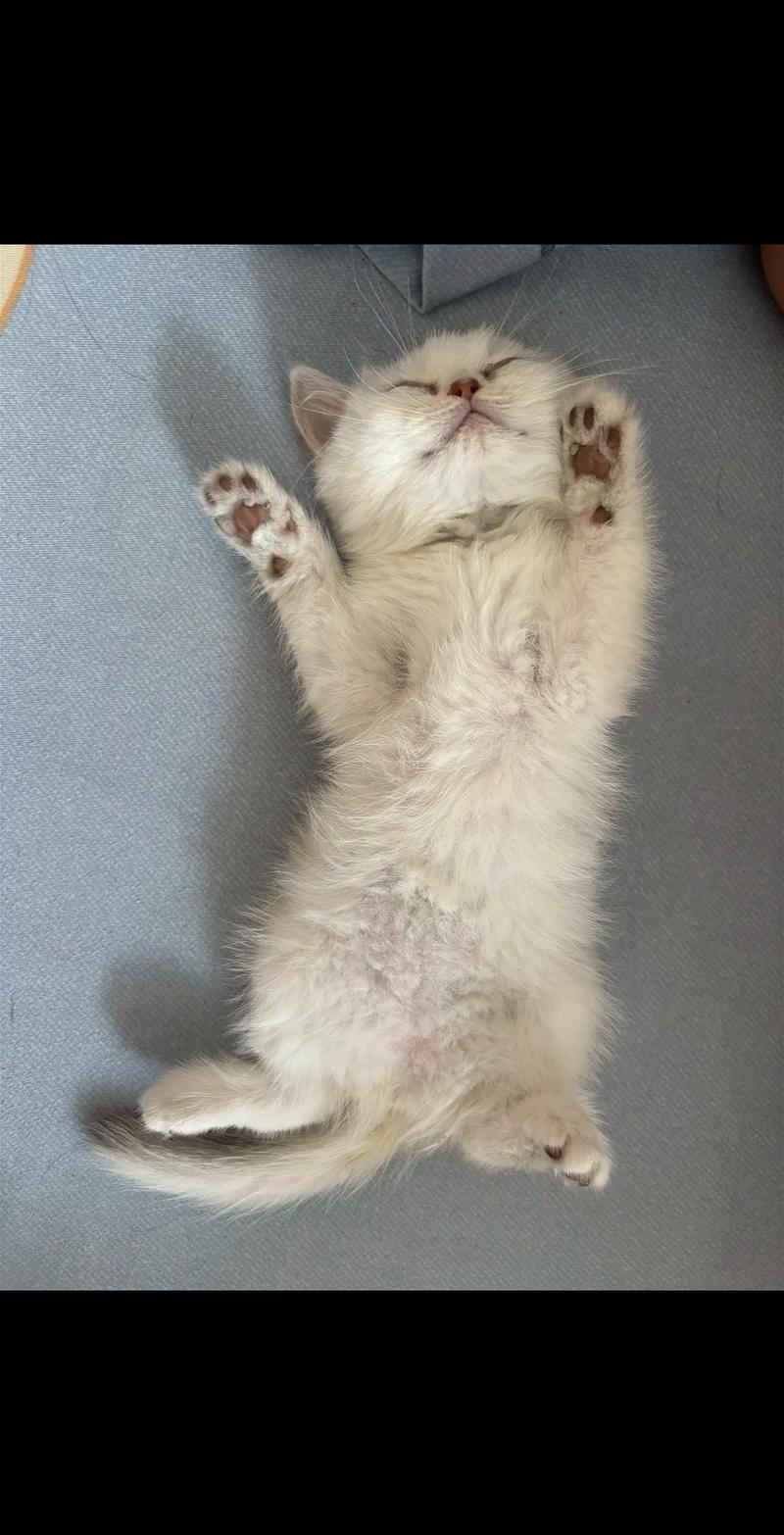 猫咪四脚朝天睡觉