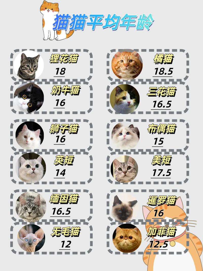 新手接猫养猫攻略|体检&疫苗