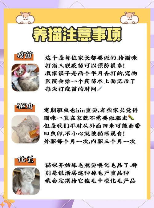养出健康的猫咪要注意哪些方面?