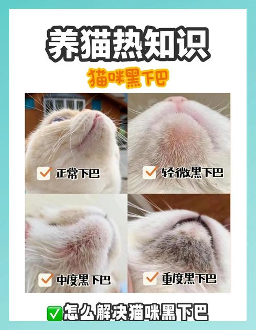 猫咪黑下巴涂什么药膏好得快?