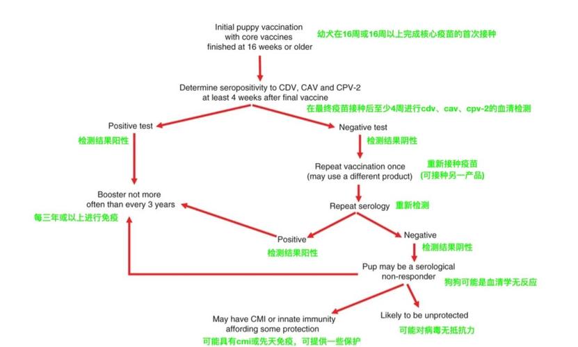 狗狗抗体检测怎么检测