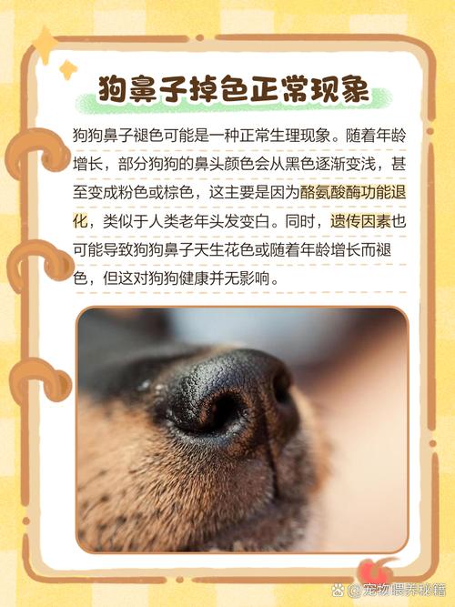 狗狗的鼻子为什么会褪色?
