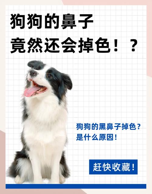 狗狗鼻子褪色是什么原因