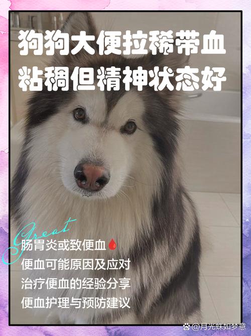 狗狗大便里有血,但精神状态很好