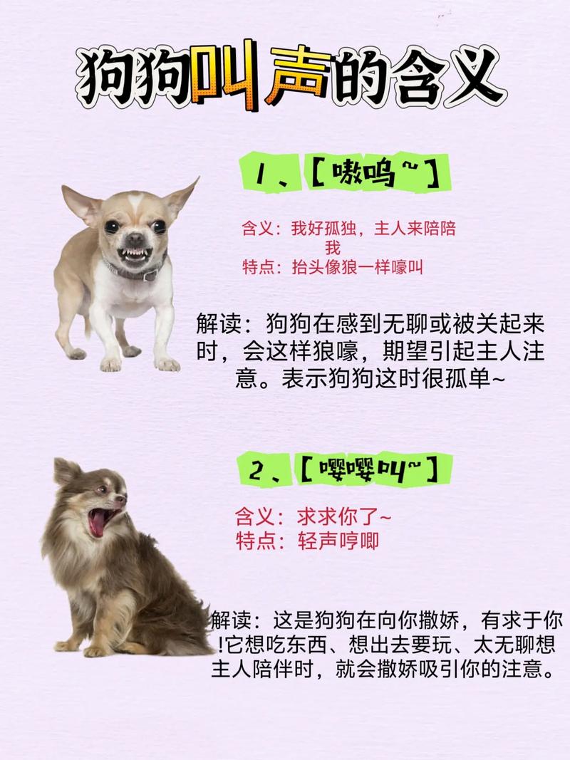 怎么听懂狗狗说话