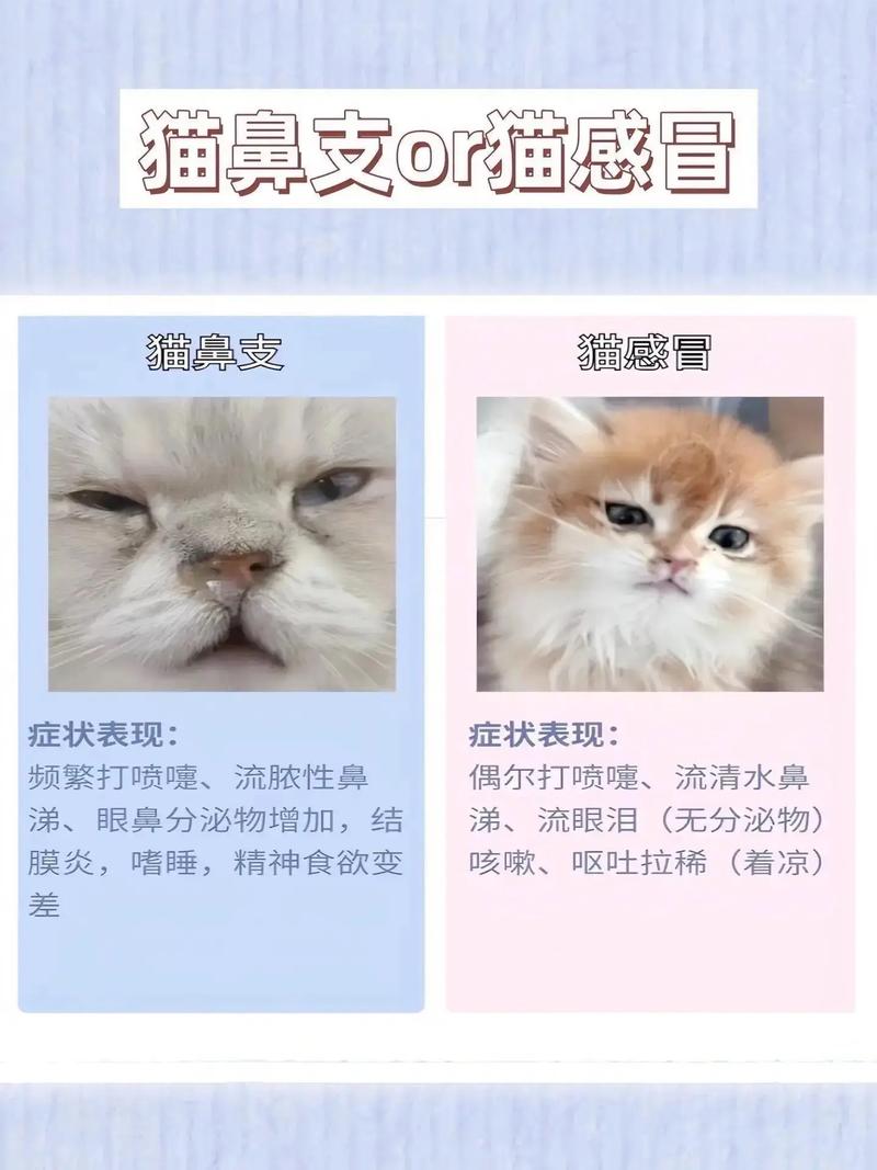 猫咪感冒了能自愈吗?