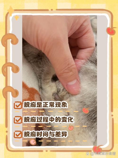 公猫不绝育会怎么样啊?