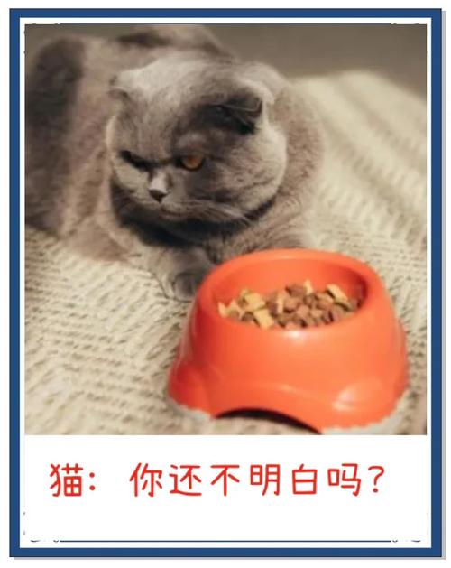 为什么不宜让猫咪吃松子?