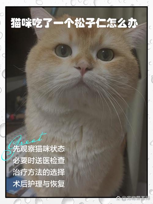 猫咪可以吃松子仁吗?
