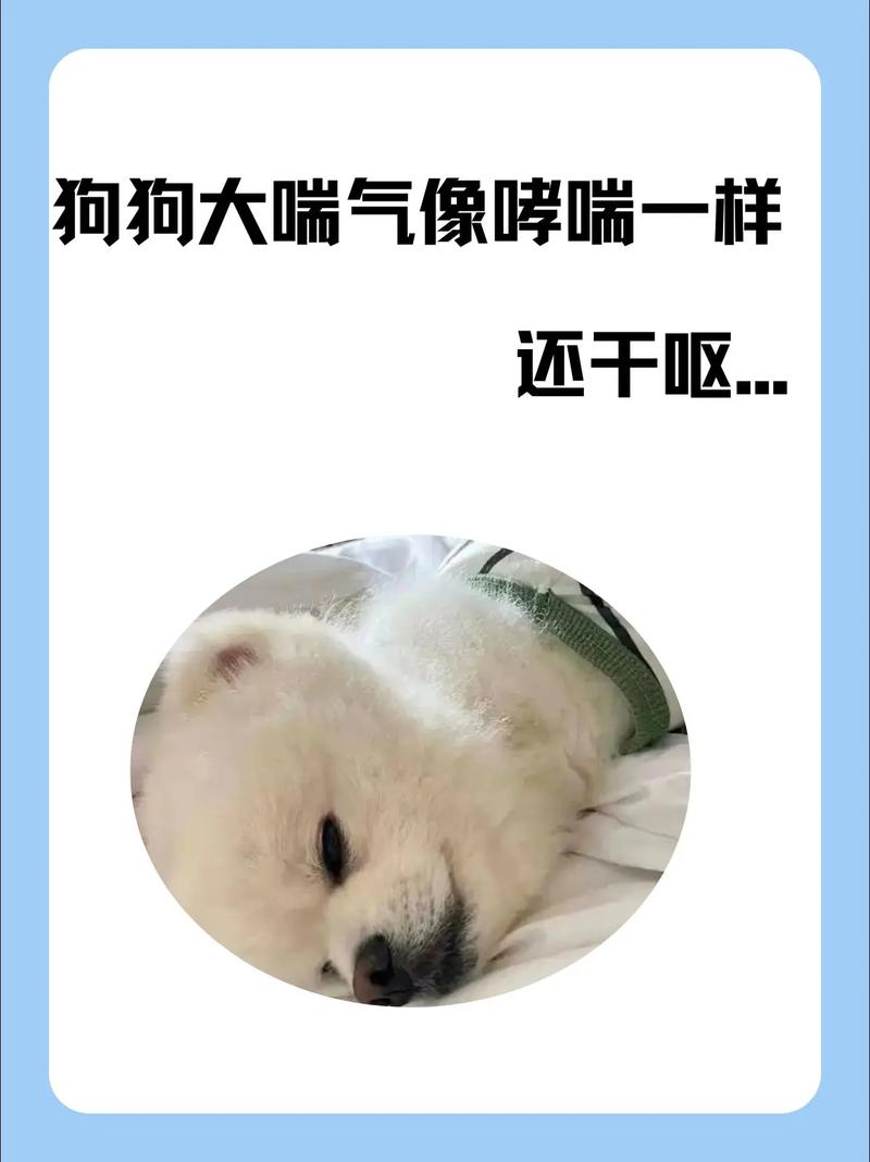 狗狗可以吃绿豆稀饭吗