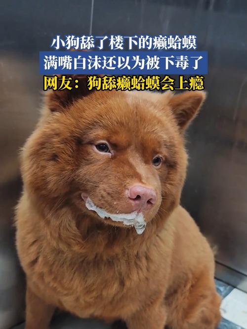 狗狗被下毒了之后吃什么