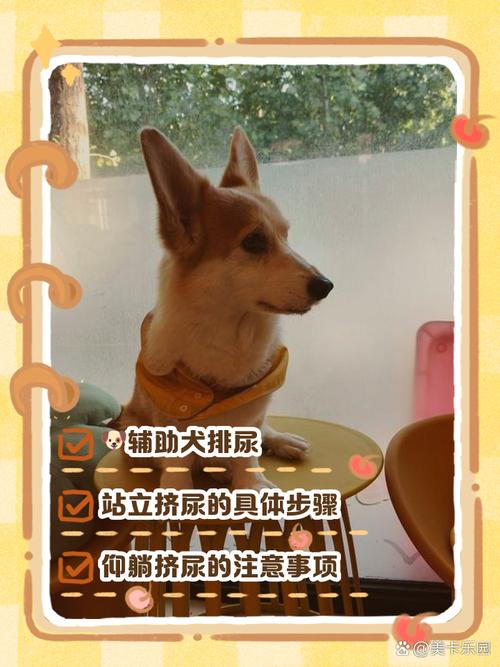 怎么人工刺激小狗排尿