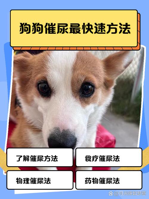 遛狗的时候怎么能让狗撒尿呢?