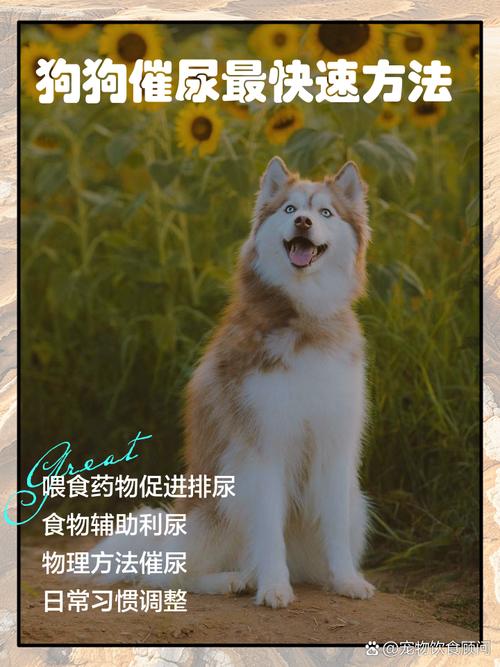 狗狗催尿最快速方法