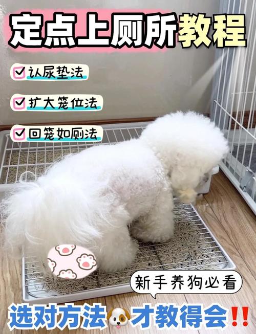 怎么让狗狗尿尿