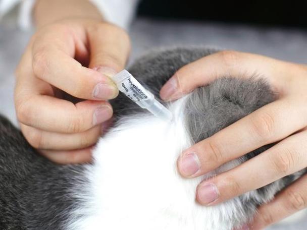 猫做完体内驱虫后的3种表现