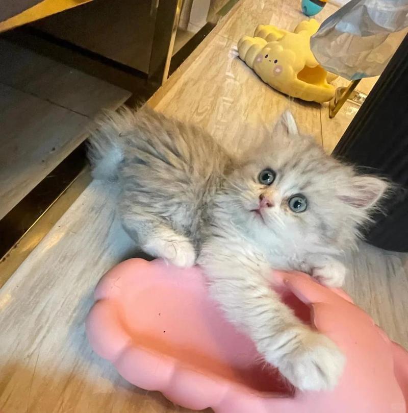 猫吃驱虫药后的反应