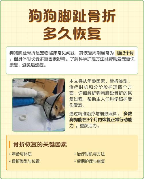 狗狗骨折后多久能恢复呢