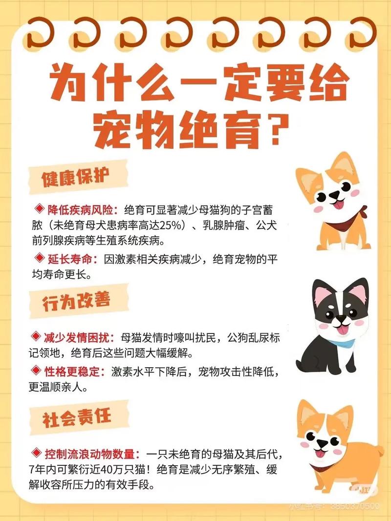 猫一定要绝育吗?给猫绝育需要注意和准备什么?