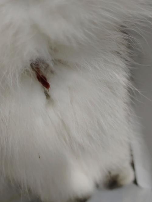 猫咪怀孕流血了怎么办