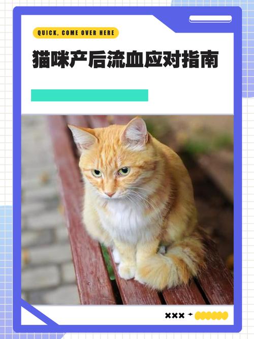 猫咪怀孕一个月有轻微出血