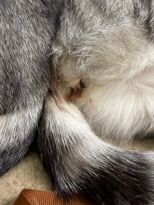 母猫怀孕一个月突然流血了是怎么回事