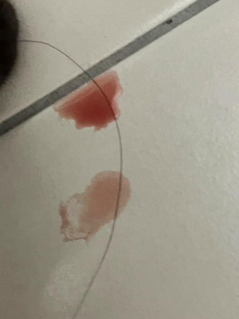 猫咪怀孕屁股流血是怎么了,猫咪怀孕屁股流血但是不生怎么办