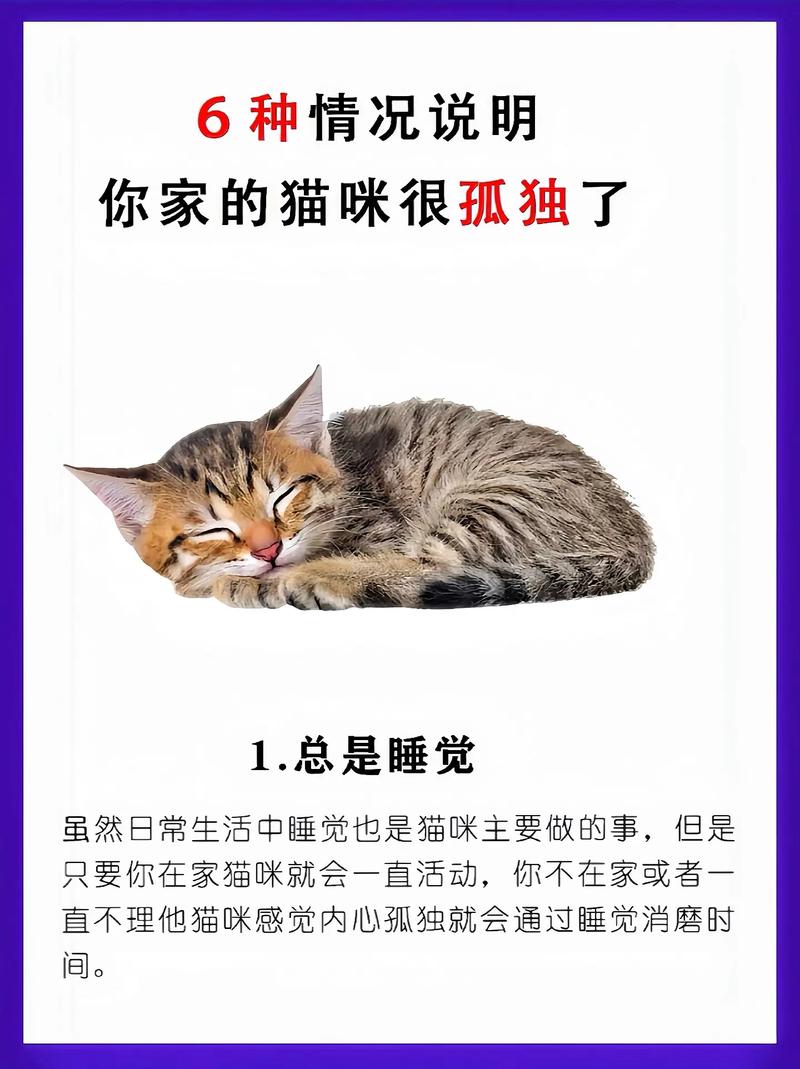 猫咪会感觉到孤独吗?