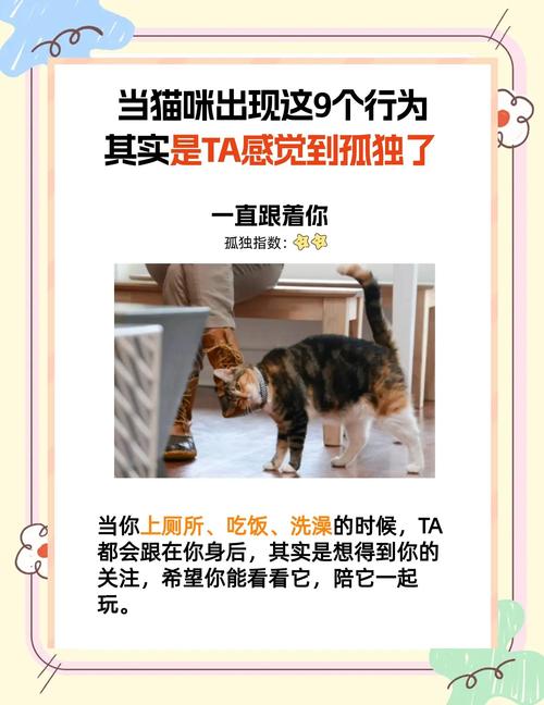 猫咪孤单的表现