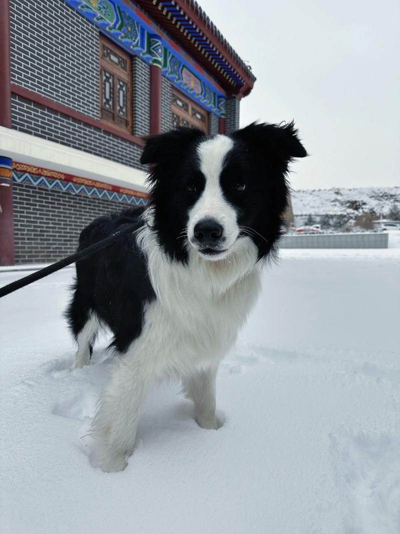 冬天边牧睡在外面会不会冷需要狗窝吗