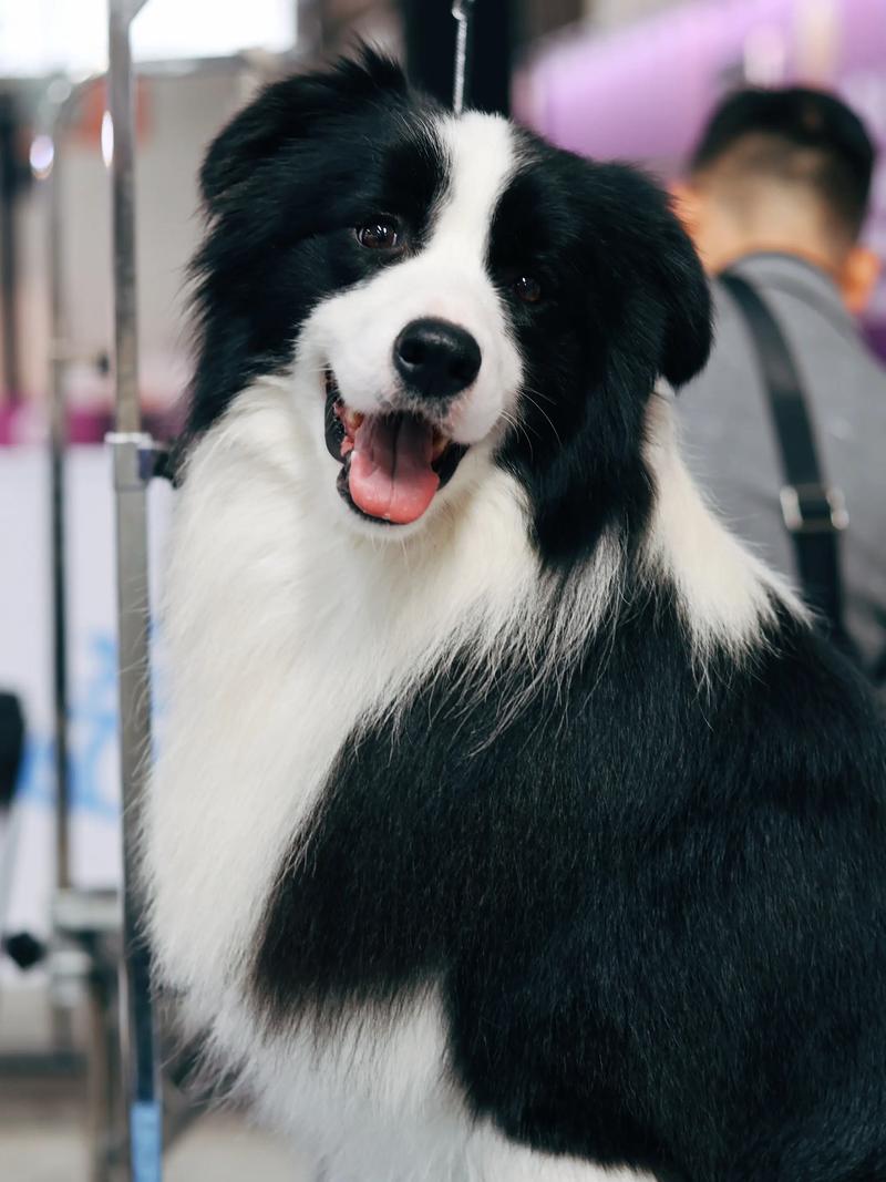 狗冬天睡在外面会冷吗?