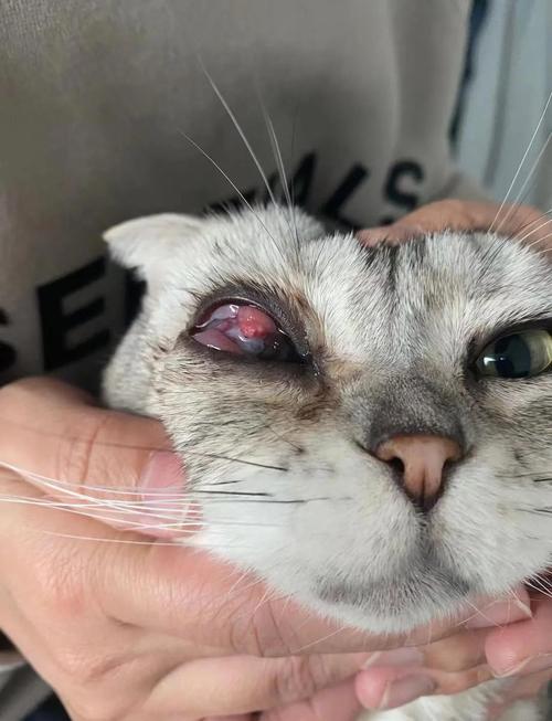 猫咪角膜炎怎么治疗