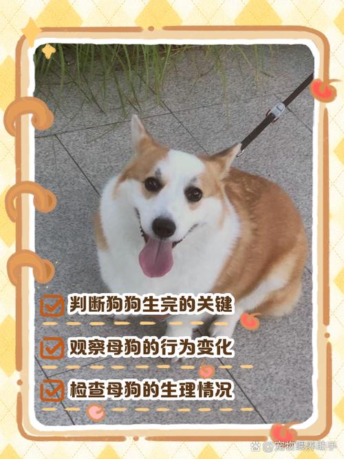 怎么判断狗狗生完没有