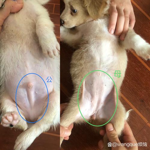 怎么知道狗狗生完了没有