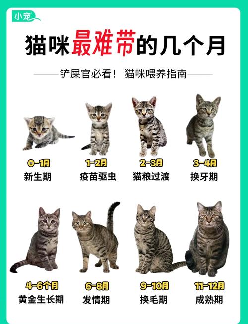 猫多久断奶