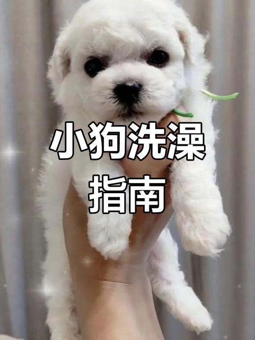 刚满月的狗狗可以洗澡吗