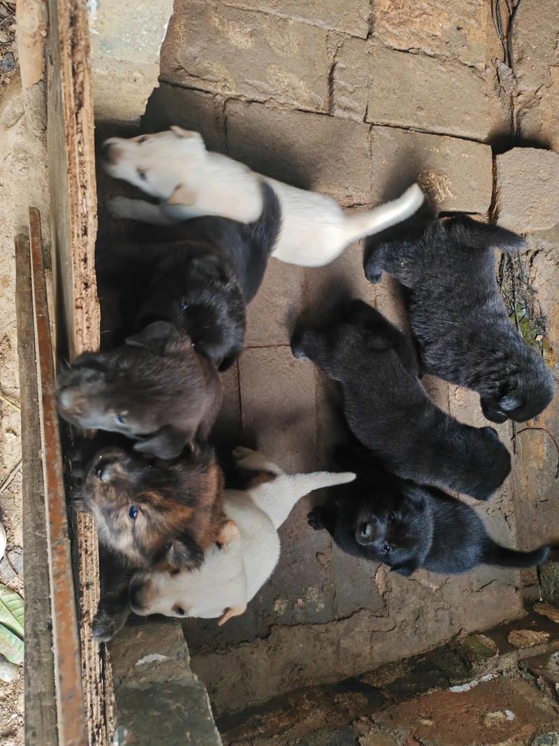 满月的狗狗能洗澡吗