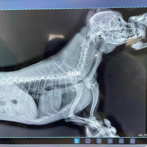 狗狗气管狭窄的症状及治疗方法