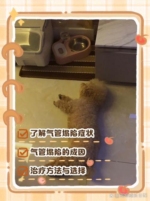 什么是犬气管塌陷?如何治疗?
