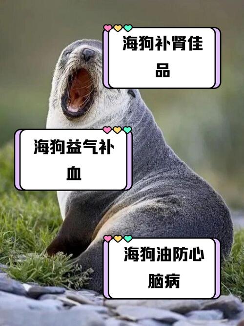 狗为什么不能吃海带