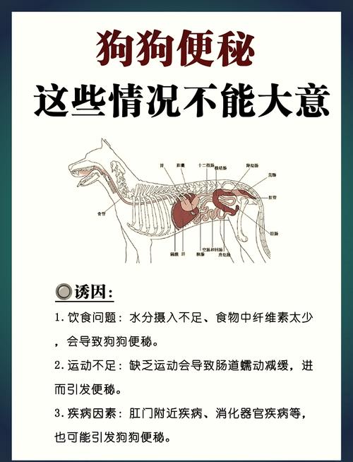 狗狗便秘怎么办最快最有效
